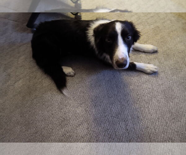 Medium Photo #4 Border Collie Puppy For Sale in Princeton, MN, USA