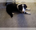 Small #3 Border Collie