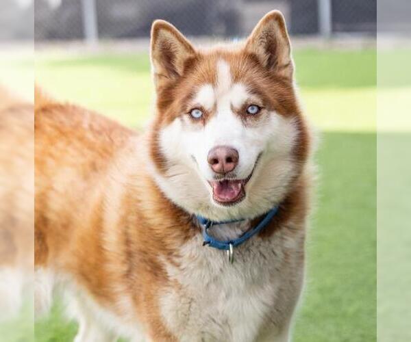 Medium Photo #2 Siberian Husky Puppy For Sale in Camarillo, CA, USA