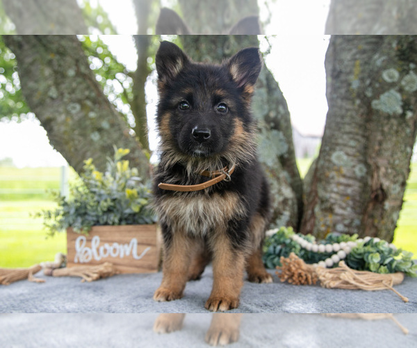 Medium Photo #1 German Shepherd Dog Puppy For Sale in SALEM, IN, USA