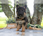 Puppy Kimmy German Shepherd Dog