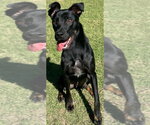 Small Photo #3 Mutt Puppy For Sale in Great Bend, KS, USA