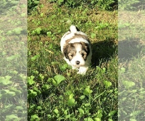 Maltipoo Puppy for sale in CLEVELAND, TN, USA