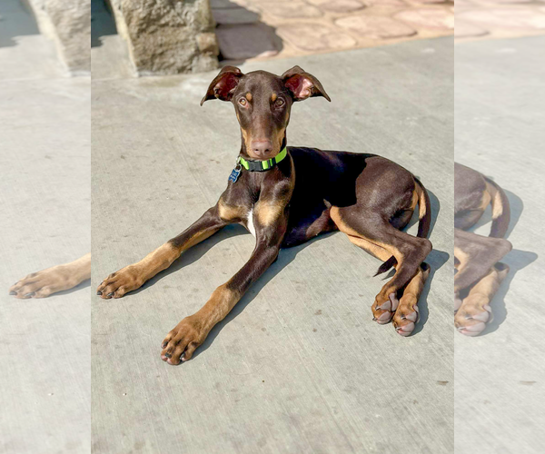 Medium Photo #3 Doberman Pinscher-Unknown Mix Puppy For Sale in Corona, CA, USA