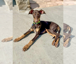 Small #2 Doberman Pinscher Mix