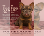 Small #5 French Bulldog