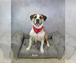 Small #2 Boxer Mix