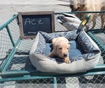 Small Photo #12 Labrador Retriever Puppy For Sale in RANDALL, MN, USA