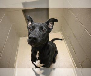Labrador Retriever-Unknown Mix Dogs for adoption in Decatur, IL, USA