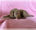 Small #2 Goldendoodle