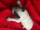 Small Photo #7 Pyredoodle Puppy For Sale in LIBERTY, MS, USA