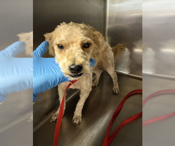 Medium Photo #1 Mutt Puppy For Sale in Riverside, CA, USA