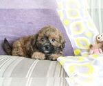 Small #1 ShihPoo