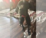 Small Photo #4 Great Dane Puppy For Sale in Orange Grove, TX, USA