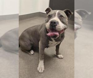 American Pit Bull Terrier Dogs for adoption in HESPERIA, CA, USA