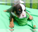 Puppy Puppy 1 Bulldog