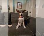 Small Siberian Husky Mix