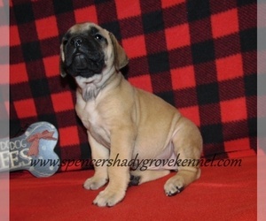 Mastiff Puppy for sale in CABOOL, MO, USA