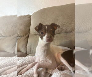 Chihuahua-Unknown Mix Dogs for adoption in New London, WI, USA