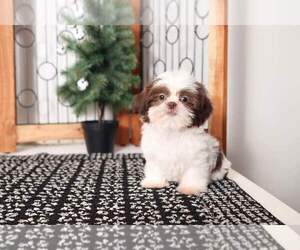 Shih Tzu Puppy for sale in NAPLES, FL, USA