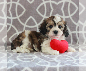 Cavachon Puppy for sale in GORDONVILLE, PA, USA