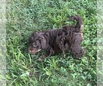 Small #13 Aussiedoodle