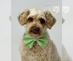 Small #2 Poodle (Miniature)