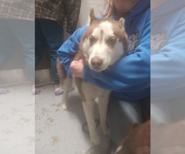 Medium Photo #2 - Mix Puppy For Sale in Pierceton , IN, USA