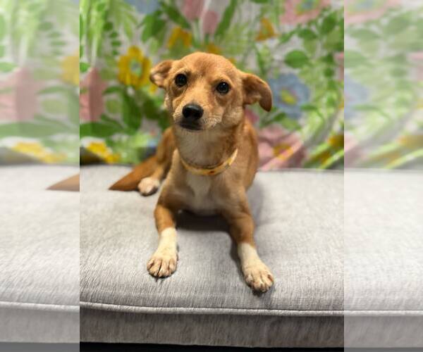 Medium Photo #4 Chihuahua-Unknown Mix Puppy For Sale in Oakhurst, NJ, USA