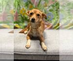 Small #3 Chihuahua Mix