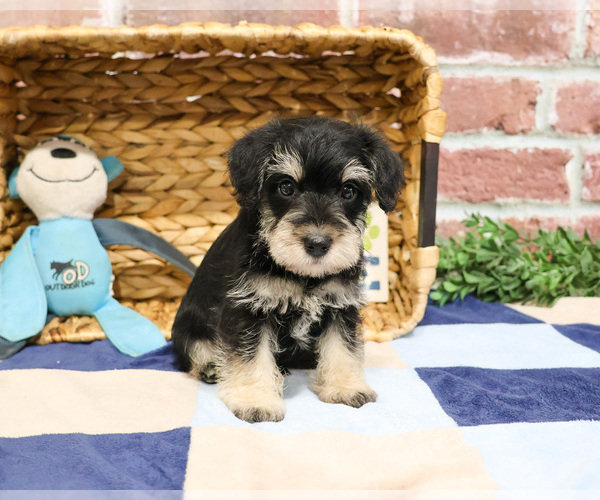 Medium Photo #20 Schnauzer (Miniature) Puppy For Sale in SYRACUSE, IN, USA