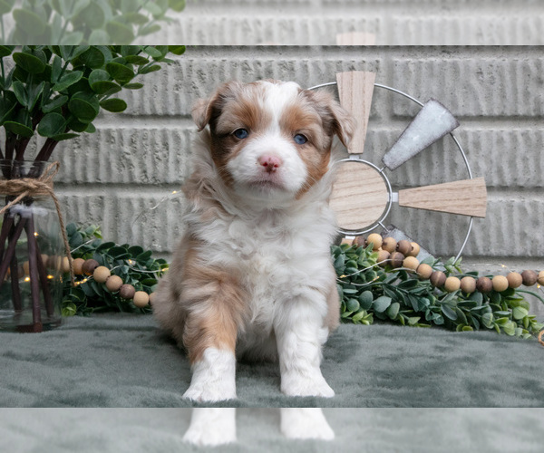 Medium Photo #3 Miniature Australian Shepherd Puppy For Sale in BALTIC, OH, USA