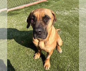 Mastiff Dogs for adoption in Toronto, Ontario, Canada