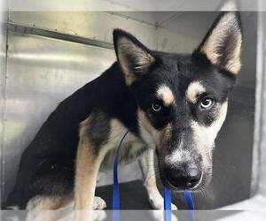 Gerberian Shepsky Dogs for adoption in Grand Prairie, TX, USA