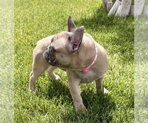 Medium Photo #23 French Bulldog Puppy For Sale in CANYON, TX, USA