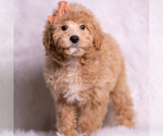 Small #3 Goldendoodle (Miniature)