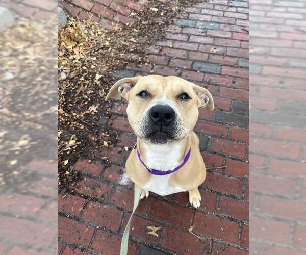 Medium Photo #1 Mutt Puppy For Sale in Boston, MA, USA