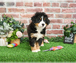 Small #5 Bernese Mountain Dog