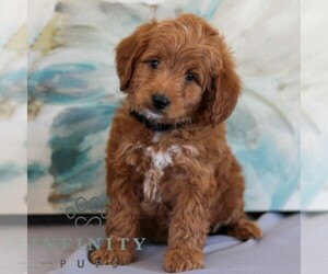 Irish Doodle-Poodle (Miniature) Mix Puppy for sale in NEWMANSTOWN, PA, USA