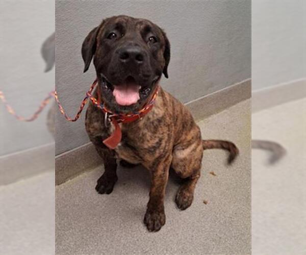 Medium Photo #1 Bullmastiff-Unknown Mix Puppy For Sale in Las Vegas, NV, USA