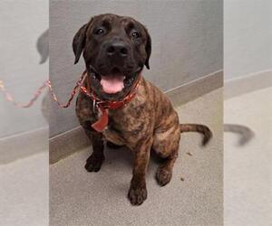 Bullmastiff-Unknown Mix Dogs for adoption in Las Vegas, NV, USA