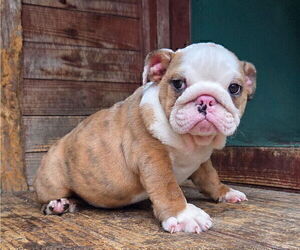 English Bulldog Puppy for sale in CINCINNATI, OH, USA