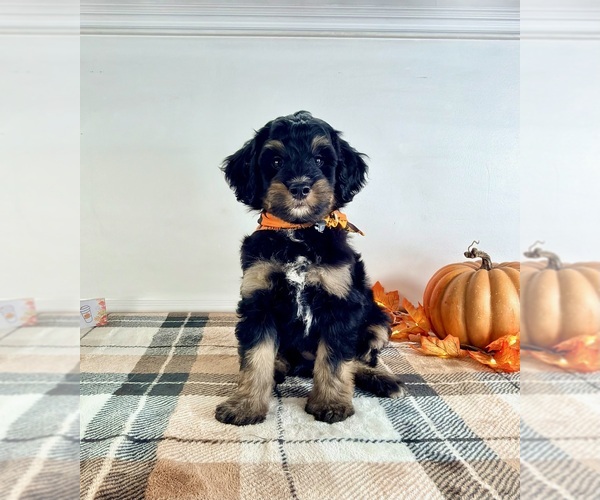 Medium Photo #3 Bernedoodle (Miniature) Puppy For Sale in GREENFIELD, IN, USA