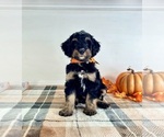 Small #2 Bernedoodle (Miniature)