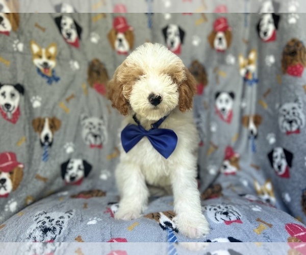 Medium Photo #2 Cavapoo Puppy For Sale in LAKELAND, FL, USA