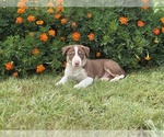 Small #4 Border Collie-Bordoodle Mix