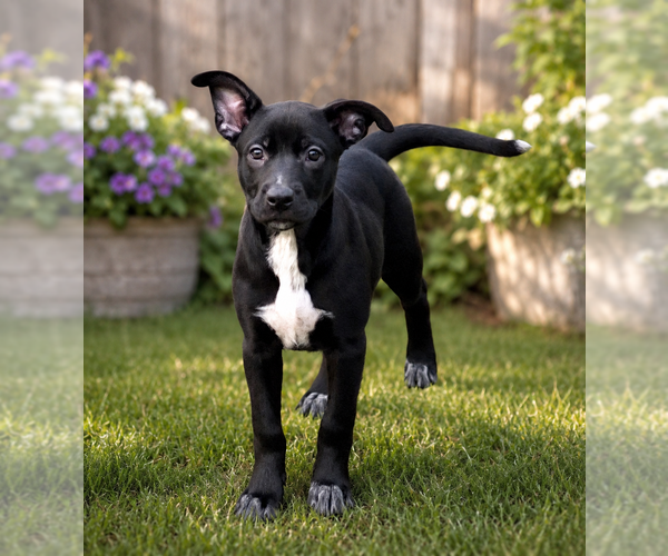 Medium Photo #2 German Shepherd Dog-Unknown Mix Puppy For Sale in Mooresville, NC, USA