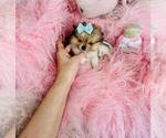 Small #4 Pomeranian