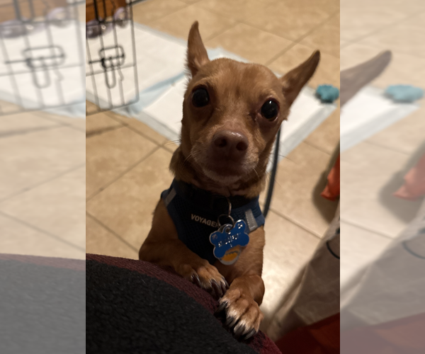 Medium Photo #6 Chiweenie Puppy For Sale in Fruitland, SC, USA