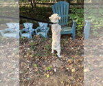 Small #4 Poodle (Standard)-Shih Tzu Mix